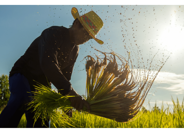 Climate-Resilient Recovery