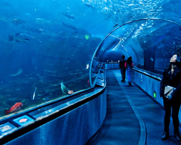 Aquariums are magical