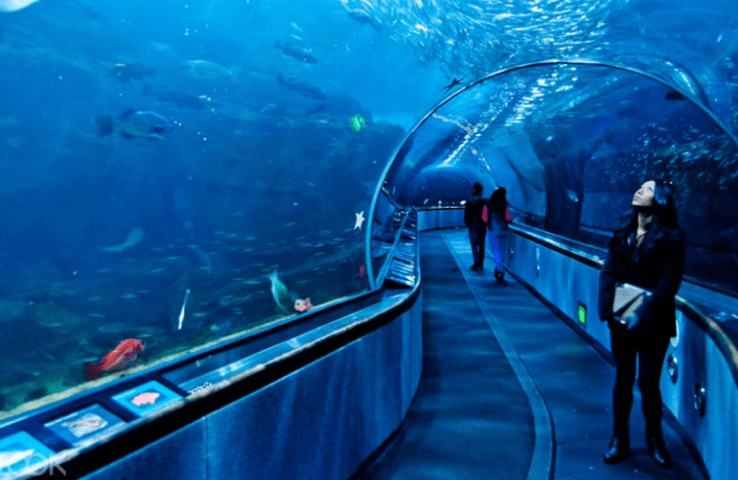 Aquariums are magical