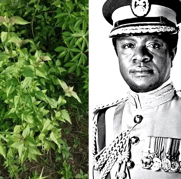 Do you know how the Acheampong weed got its name in Ghana? Read this amazing story and learn from history as well. 