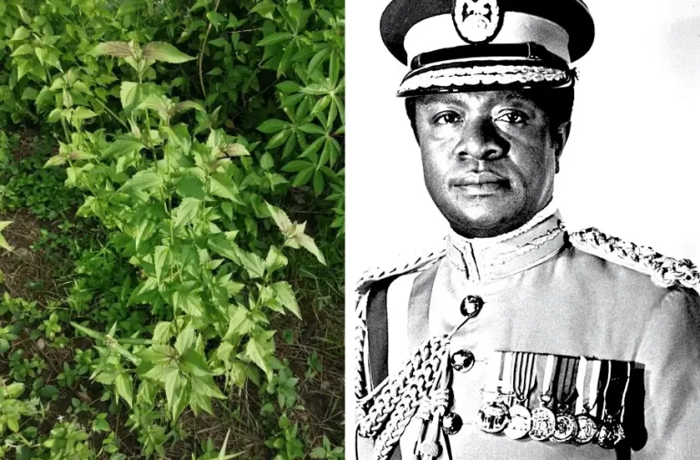 How the Acheampong weed got its name in Ghana: Amazing story you don’t know