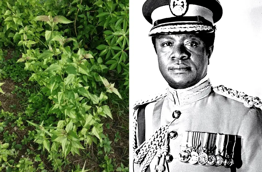 Do you know how the Acheampong weed got its name in Ghana? Read this amazing story and learn from history as well. 