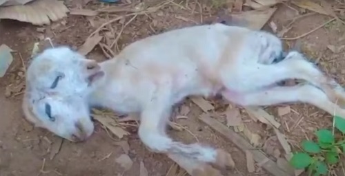 Sefwi Wenchi residents alarmed as sheep gives birth to deformed lamb