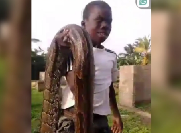 Ghana boy python sugarcane