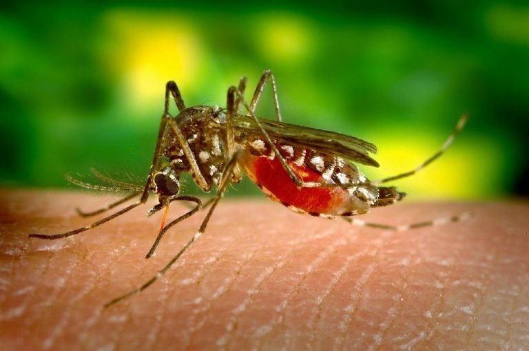 Dengue Fever Cases in Ghana Escalate to 36