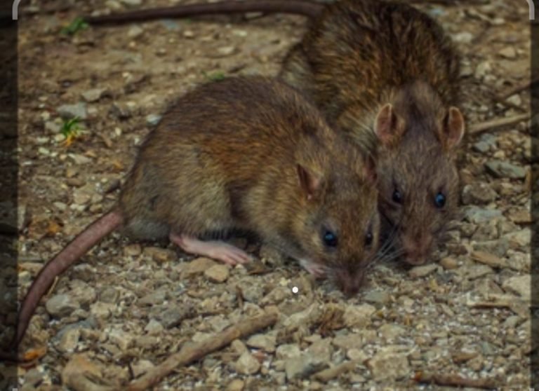 An endemic disease storms Nigeria causing the death of many